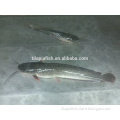 High Quality Seafood Product Whole Frozen Catfish